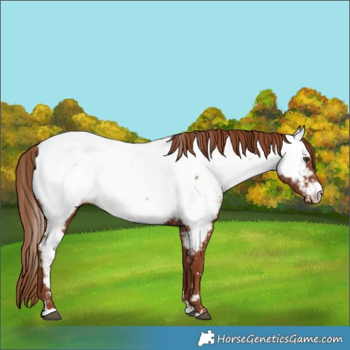 Horse Color:Chestnut Near Fewspot 