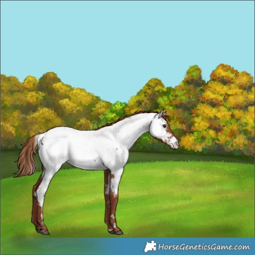 Horse Color:Chestnut Appaloosa 
