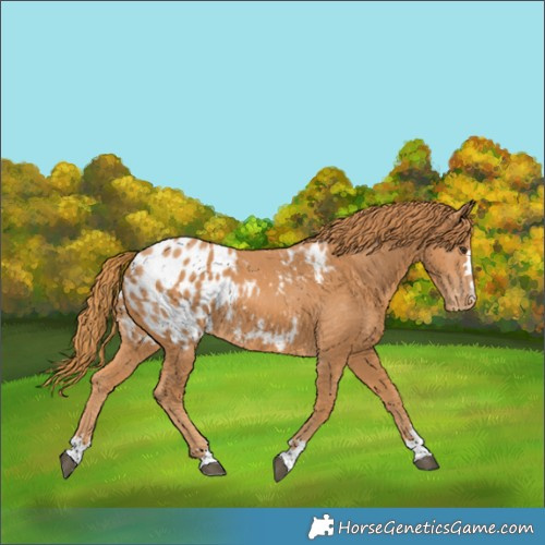 Horse Color:Chestnut Blanket