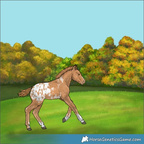 Horse Color:Chestnut Appaloosa 
