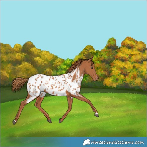 Horse Color:Chestnut Appaloosa