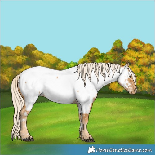 Horse Color:Palomino Near Fewspot 