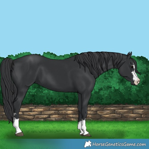 Horse Color:Black 