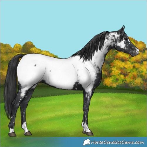 Horse Color:Black Near Fewspot