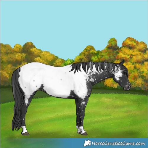 Horse Color:Black Near Fewspot