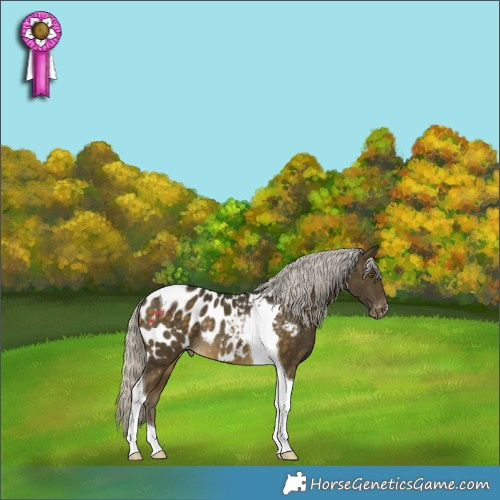 Horse Color:Silver Buckskin Tobiano Appaloosa Rabicano 