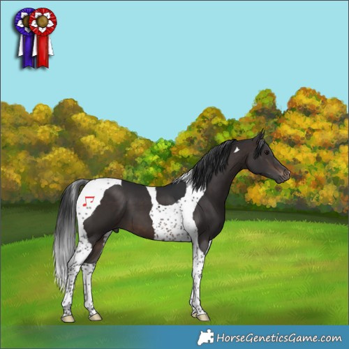 Horse Color:Brown Tobiano 