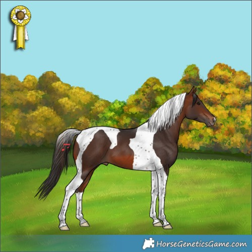 Horse Color:Bay Tobiano 