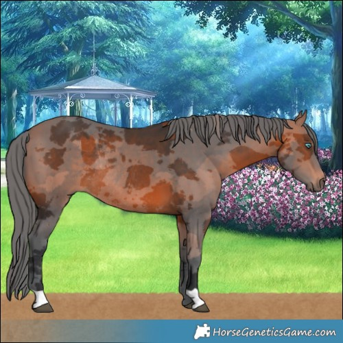 Horse Color:Bay Merle Rabicano 