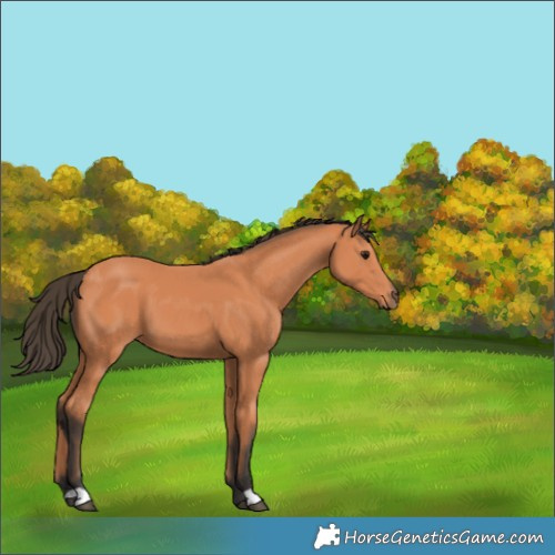 Horse Color:Bay 