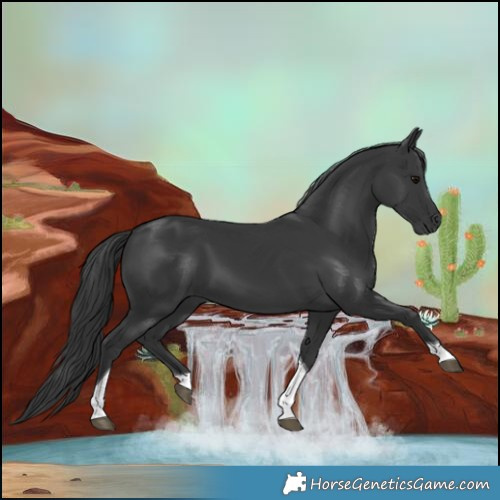 Horse Color:Black Tobiano Rabicano