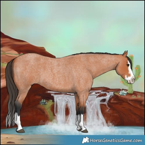Horse Color:Bay Roan Splash 