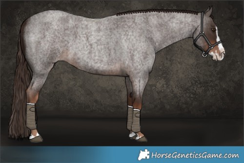 Horse Color:Liver Red Roan Splash 