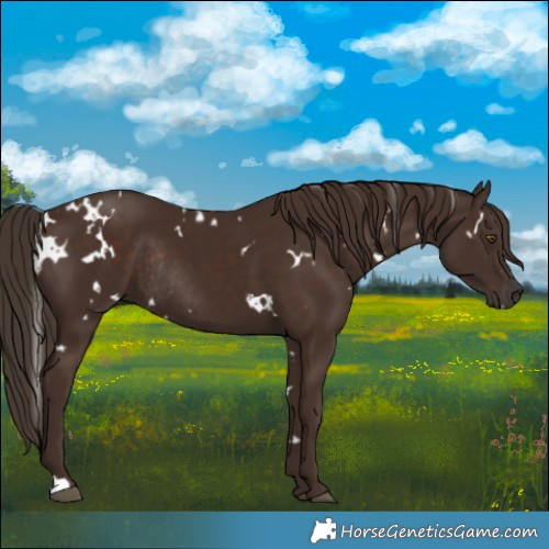 Horse Color:White Spotted Liver Chestnut Rabicano