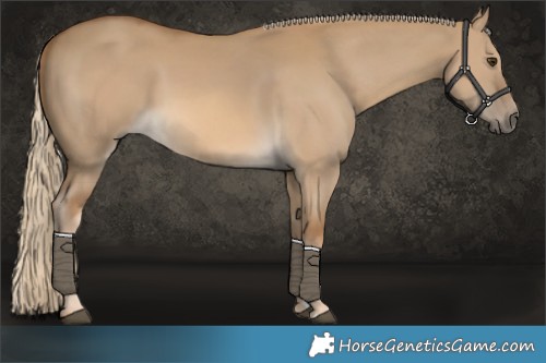 Horse Color:Chocolate Palomino Dun