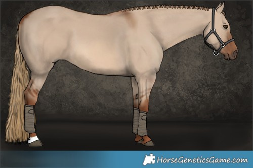 Horse Color:Red Dun 