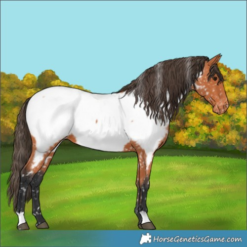 Horse Color:Bay Near Fewspot 