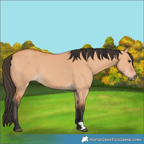 Horse Color:Bay Dun