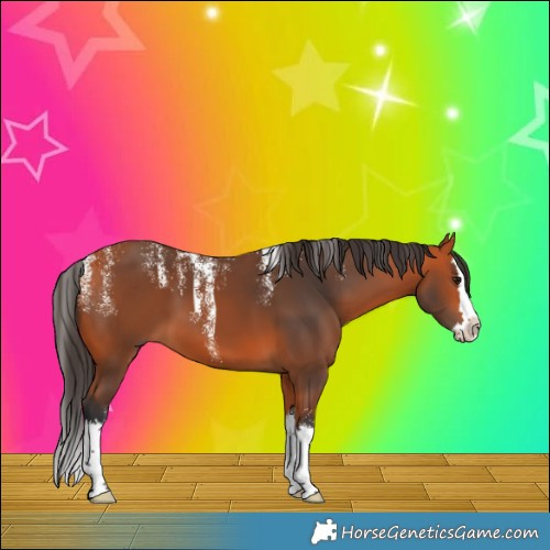 Horse Color:Powder White Bay Splash 