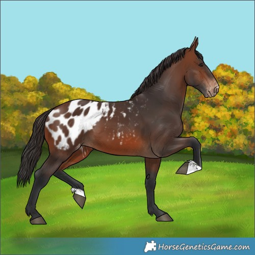 Horse Color:Brown Blanket 
