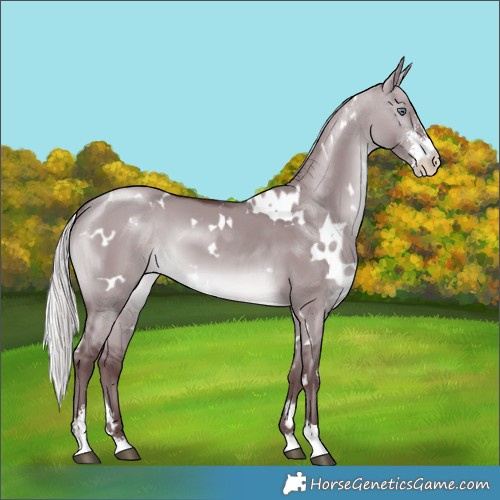 Horse Color:White Spotted Chocolate Silver Brown Chinchilla Dun Sabino