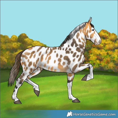 Horse Color:Buckskin Leopard 