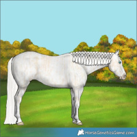 Horse Color:Cremello Splash and Cremello Splash