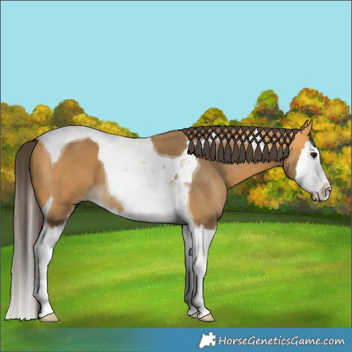 Horse Color:Buckskin Splash Tobiano