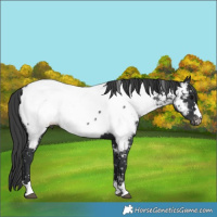 Horse Color:Black Appaloosa