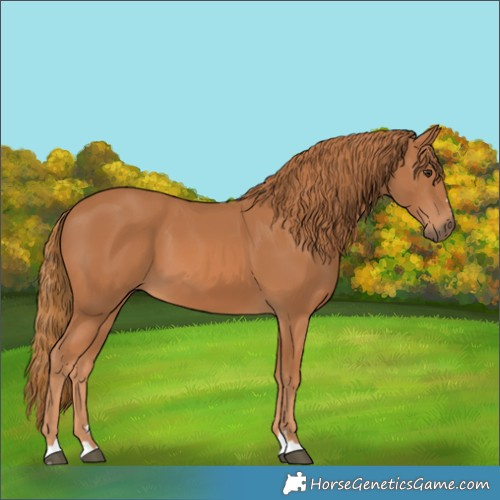 Horse Color:Chestnut 