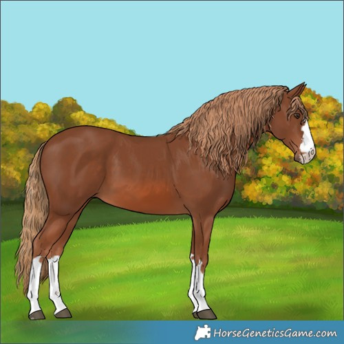 Horse Color:Chestnut 