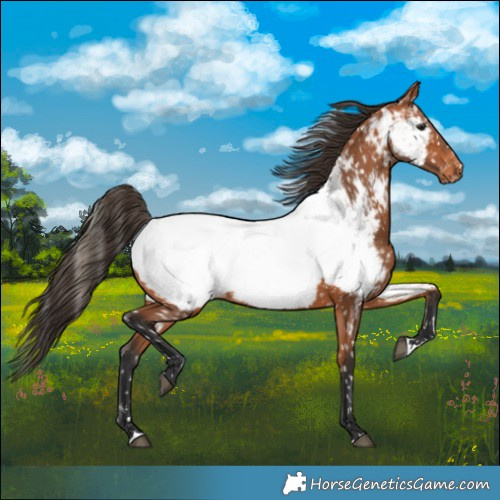 Horse Color:Bay Near Fewspot