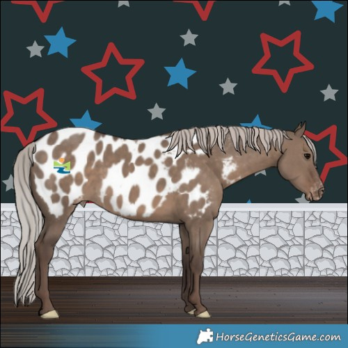 Horse Color:Silver Grullo Appaloosa 