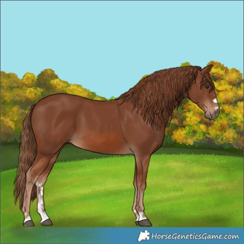 Horse Color:Chestnut 