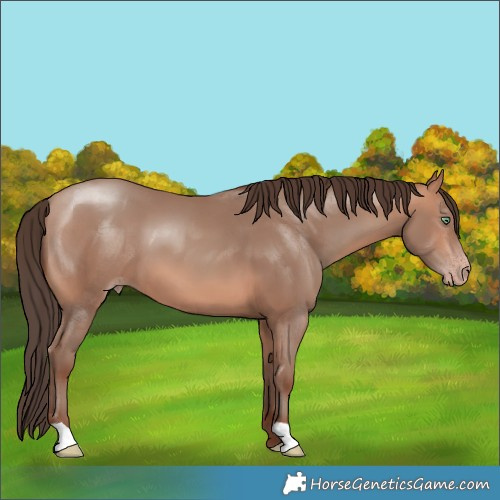 Horse Color:Amber Champagne