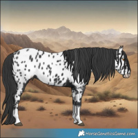 Horse Color:Black Tobiano Near Leopard 