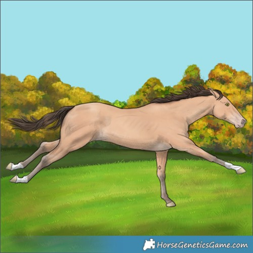 Horse Color:Amber Champagne 