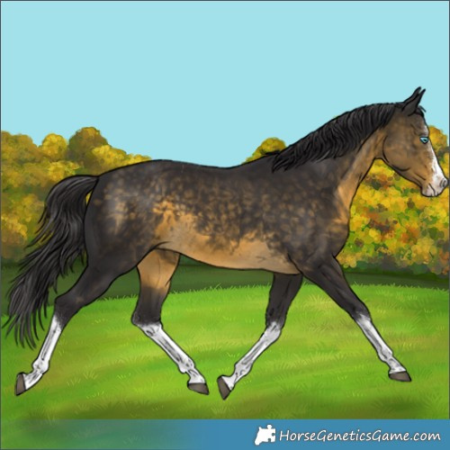 Horse Color:White Spotted Buckskin Splash Rabicano
