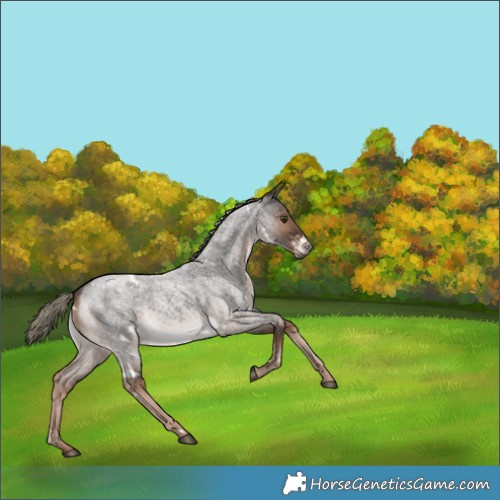 Horse Color:Unknown 