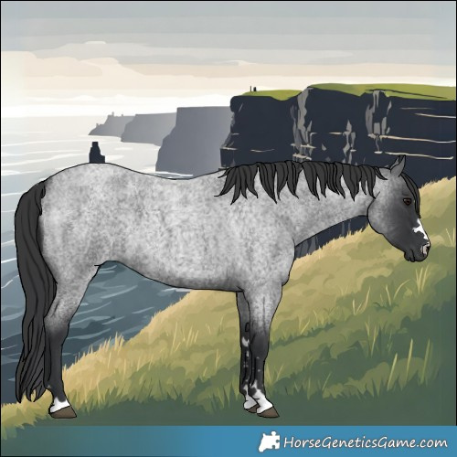 Horse Color:Blue Roan 