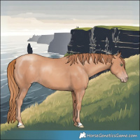 Horse Color:Gold Champagne 