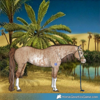 Horse Color:Red Dun Splash and Gray Red Dun Splash