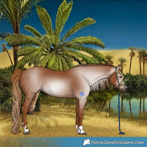 Horse Color:Gray Chestnut Rabicano 