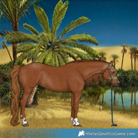 Horse Color:Gray Chestnut Rabicano