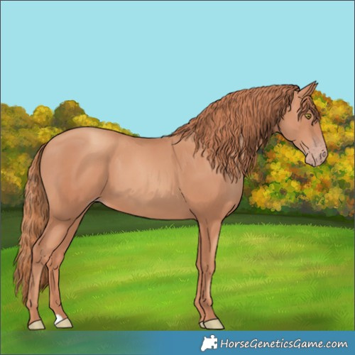 Horse Color:Gold Champagne 