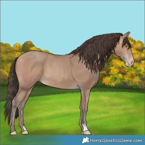 Horse Color:Amber Champagne