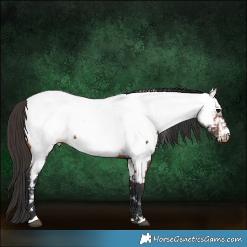 Horse Color:Bay Appaloosa