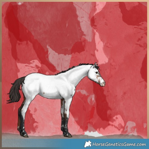Horse Color:Bay Appaloosa 