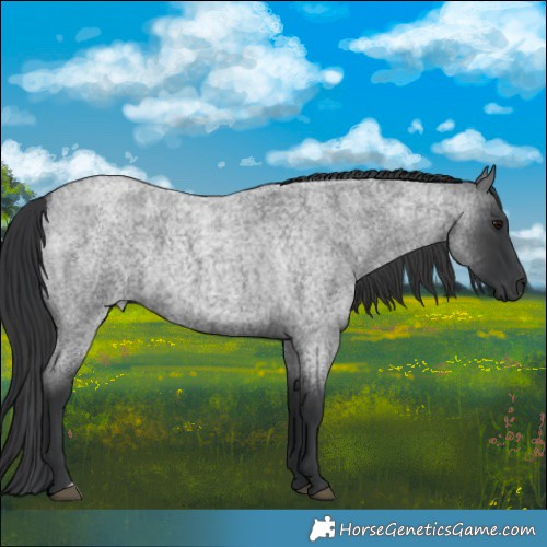 Horse Color:Blue Roan