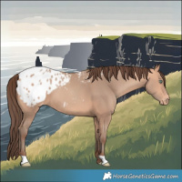 Horse Color:Amber Champagne Blanket 